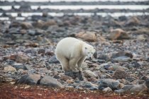 Oso polar (Ursus Maritimus) parado en una roca a lo largo de la costa de la bahía de Hudson; Manitoba, Canadá - foto de stock