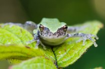 Gray Tree Frog (Hyla Versicolor); Les Cedres, Quebec, Canada — стокове фото