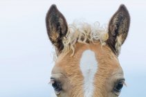 Topo de uma cabeça de cavalo com uma crina encaracolada; Locarno, Ticino, Suíça — Fotografia de Stock