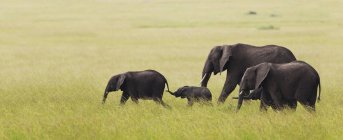 Familia de elefantes en movimiento a través de la llanura del Serengeti; Sudáfrica - foto de stock