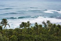 Surfen und Kokospalmen an der Nordküste; Haena, Kauai, Hawaii, Vereinigte Staaten von Amerika — Stockfoto