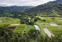 Таро росте поблизу Ханалеї; Кауаї, Гаваї, США — стокове фото