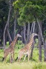 Giraffe a piedi, situato nelle pianure del Serengeti; Tanzania — Foto stock