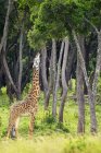 Жираф ест листья дерева, расположенные на равнинах Серенгети; Танзания — стоковое фото