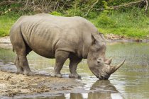 Rhinocéros blanc du Nord (Ceratotherium Simum Cottoni) à un trou d'eau, avec oiseau dans son oreille, Gomo Gomo Game Lodge ; Afrique du Sud — Photo de stock