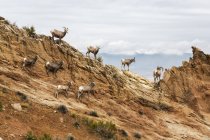 Стадо пустельних біггорнових овець (Ovis Canadensis) Євес і барани стоять на скелястому схилі в національному пам 