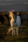 Ісландський кінь на заході сонця з довгою гривою дує у вітрі; Ісландія — стокове фото