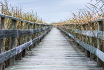 A Weathered Wooden Boardwalk Lined With Tall Grasses; Riverton, Manitoba, Canada — стоковое фото