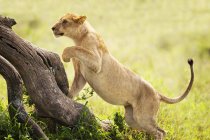 Leona persiguiendo presas en las llanuras del Serengeti; Tanzania - foto de stock
