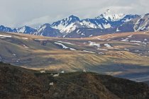 Dall Schafe und Lämmer (Ovis Dalli) Im Denali Nationalpark; Alaska, Vereinigte Staaten Von Amerika — Stockfoto