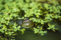 Grenouille arborescente du Pacifique (Pseudacris Regilla) dans un étang ; Astoria, Oregon, États-Unis d'Amérique — Photo de stock