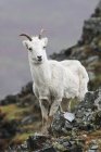 Dall Sheep Ram (Ovis Dalli) Nel Denali National Park; Alaska, Stati Uniti d'America — Foto stock