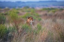 Cheetah sentado en la hierba alta; Sudáfrica - foto de stock