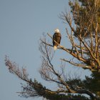 Un águila calva (Haliaeetus Leucocephalus) sentada en un árbol contra un cielo azul; Kenora, Ontario, Canadá - foto de stock
