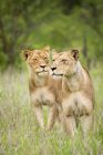 Две львицы рыскают по равнинам Серенгети, у одной на лице боевая рана; Танзания — стоковое фото