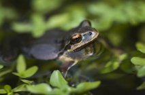 Pacific Tree Frog (Pseudacris Regilla) In A Pond; Astoria, Oregon, United States Of America — стокове фото
