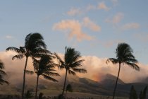 Падіння дощу з пальмовими деревами на передньому плані; Лахайна, Мауї, Гаваї, США — стокове фото