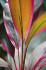 Primer plano de unas hojas de colores brillantes en una planta; Carlisle Bay, Antigua - foto de stock