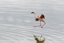 Lesser Flamingo (Phoenicopterus Minor) In Arusha National Park In Winter; Tanzania — Stock Photo