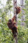 Female And Juvenile Bornean Orangutans (Pongo Pygmaeus) At Camp Leaky, Tanjung Puting National Park, Central Kalimantan, Borneo, Indonesia — стокове фото