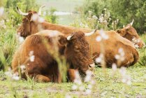 Cattle Laying On The Grass; Tarifa, Cadiz, Andalusia, Spain — Stock Photo