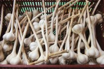 Grandes bulbos de ajo de cuello duro orgánicamente cultivados limpios; Ontario, Canadá - foto de stock