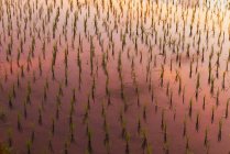 Рисовое поле на рассвете возле Убуда, Бали, Индонезия — стоковое фото