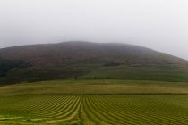 Terres agricoles au premier plan avec pâturage de moutons sur un champ au loin ; Northumberland, Angleterre — Photo de stock