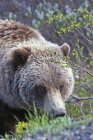 Braunbär (Ursus Arctos) in der Nähe der Park Road im Denali National Park, Frühsommer, Innere Alaska; Alaska, Vereinigte Staaten Von Amerika — Stockfoto