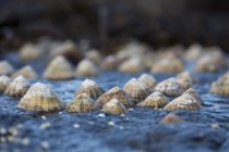 Seashells On A Rock; South Shields, Tyne And Wear, England — Stock Photo