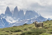 Uma ovelha em um campo de grama com montanhas acidentadas à distância, Parque Nacional Torres Del Paine; Torres Del Paine, Região Magallanes e Antártica Chilena, Chile — Fotografia de Stock