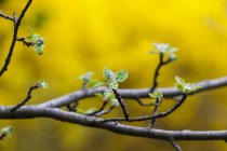 Apple flower buds against a yellow background. — Stock Photo