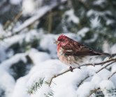 Finch roxo masculino em uma árvore coberta de neve; Ontário, Canadá — Fotografia de Stock