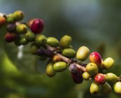 Arabica-Kaffeebeeren, Panar Butan, Nord-Sumatra, Indonesien — Stockfoto