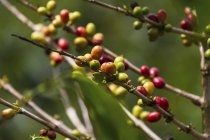 Arabica coffee berries, Panar Butan, North Sumatra, Indonesia — Stock Photo