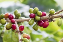 Arabica coffee berries, Panar Butan, Sumatra du Nord, Indonésie — Photo de stock
