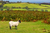 A solitary ram on a grassy field with hills in the background; Cornwall County, England — Stock Photo