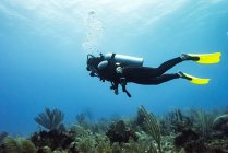 Список островів за площею Scuba diver at Joe's Wall Dive Site, Belize Barrier Reef; Belize — стокове фото