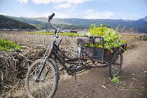 Bicyclette à trois roues avec légumes ; Lijiang, province du Yunnan, Chine — Photo de stock