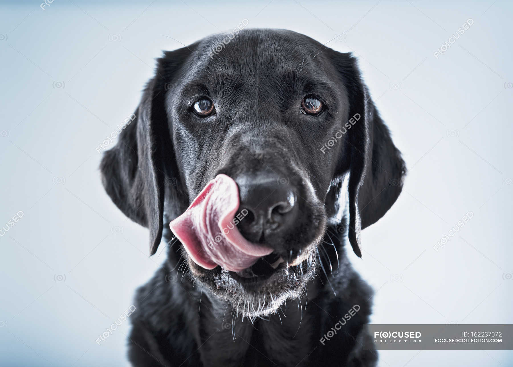 Dog licking lips — domestic, nose Stock Photo 162237072