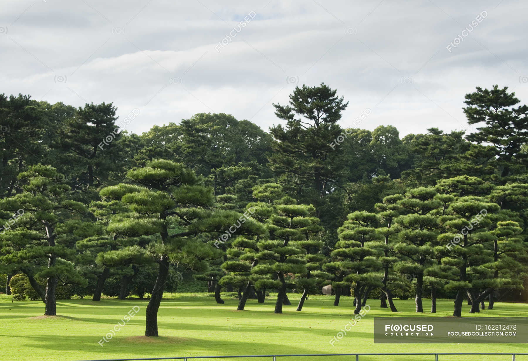 Lush trees on manicured lawn — outdoor, air - Stock Photo | #162312478