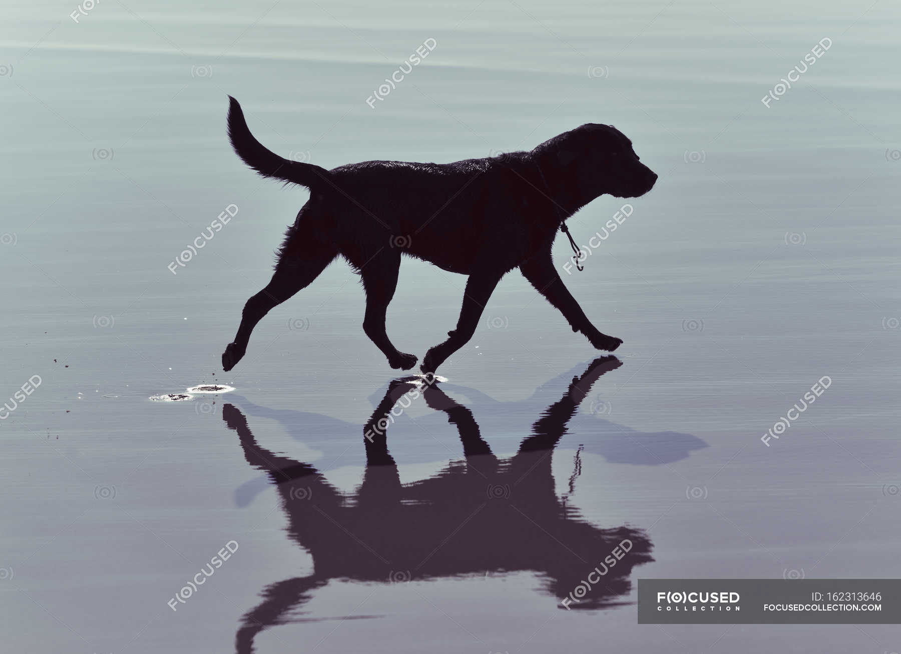 dog walks with water near me