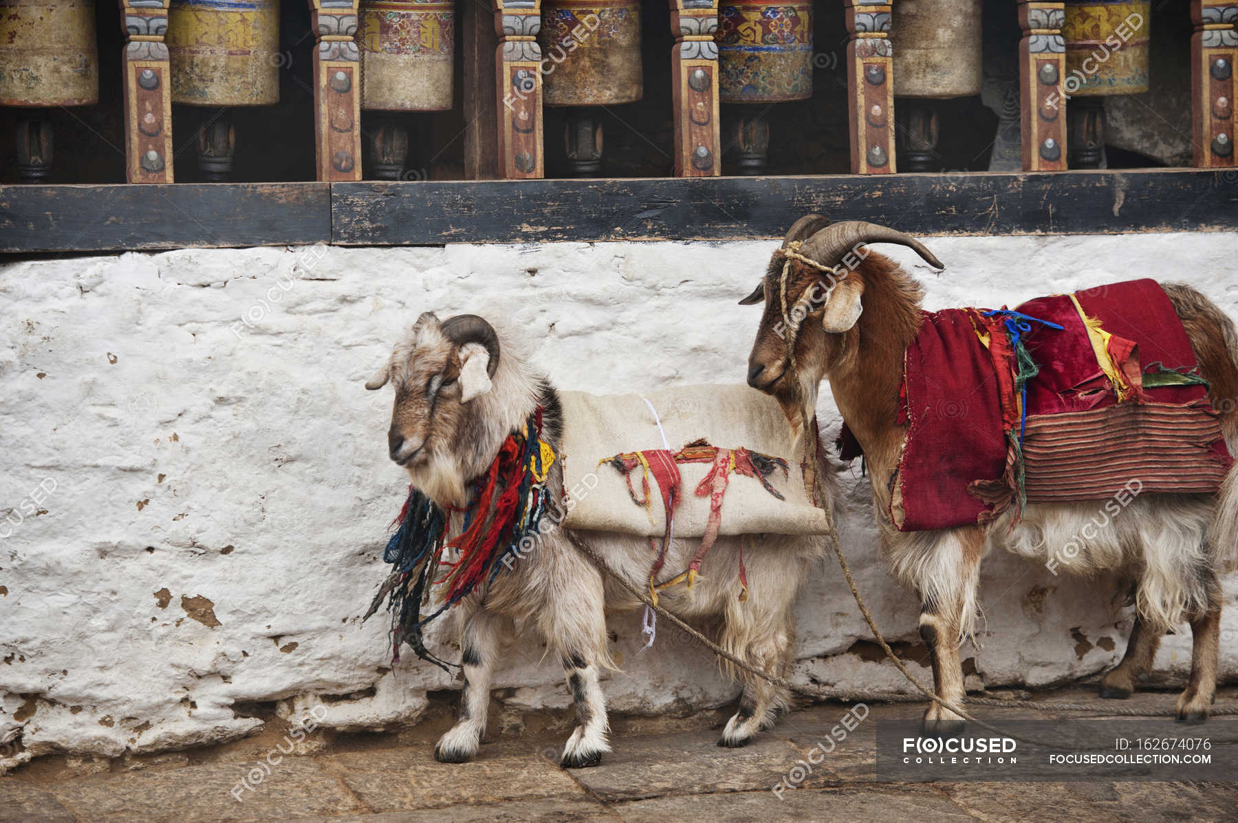 Two Goats Wrapped In Blankets — view, zoology Stock Photo 162674076