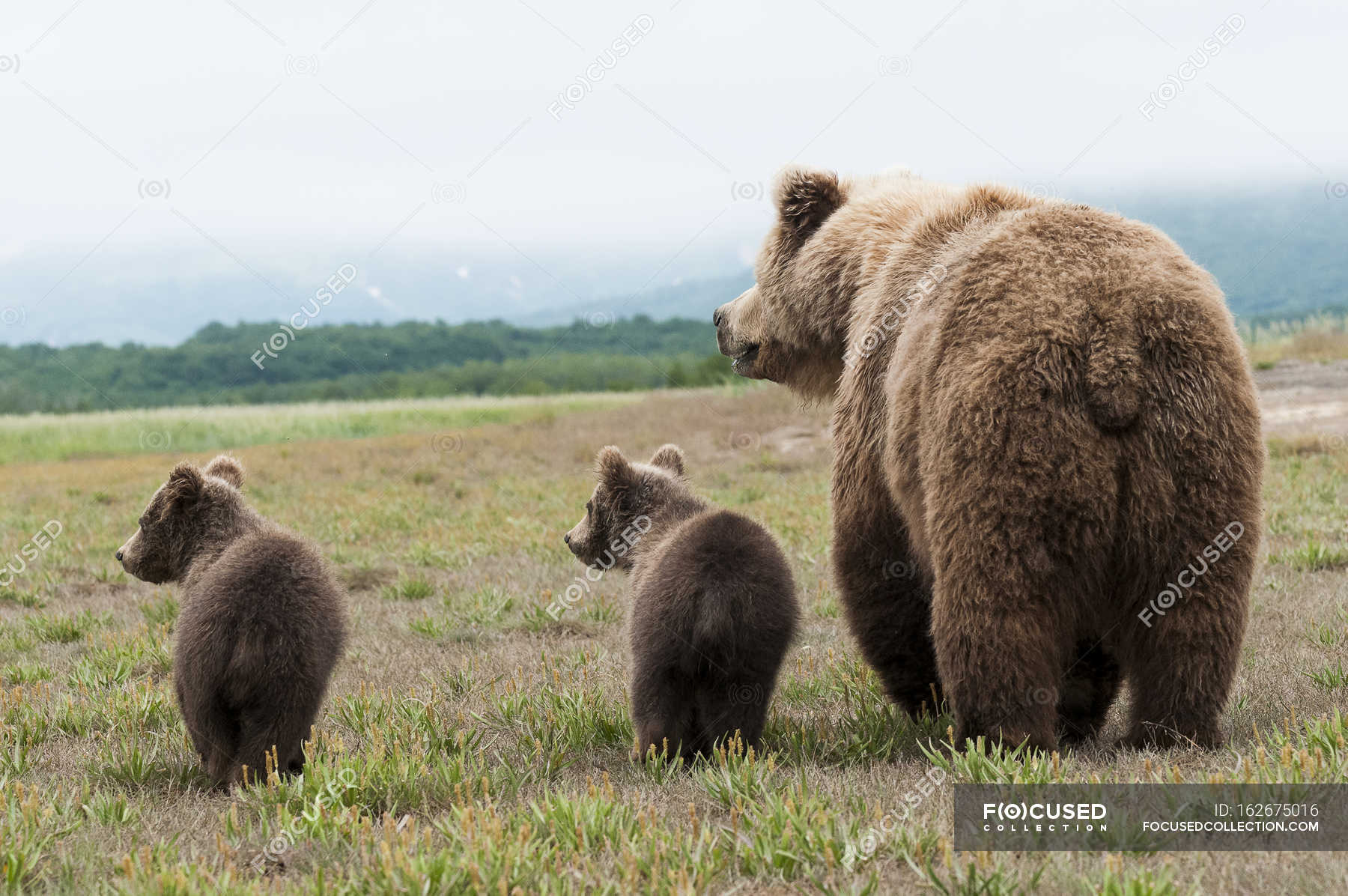 Какой хвост у медведя фото Бурый гризли - Кабс, ЛИВЕ - Stock Photo #162675016