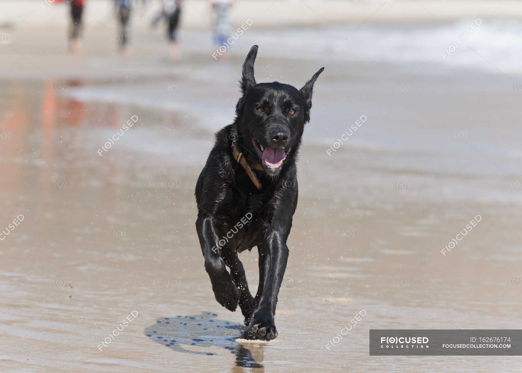 is sand good for dog runs