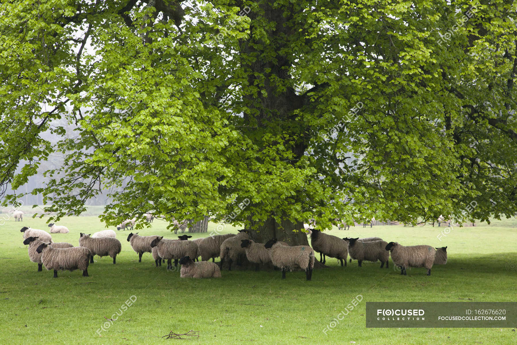 Sheep Standing Under Tree — scenery, animals - Stock Photo | #162676620