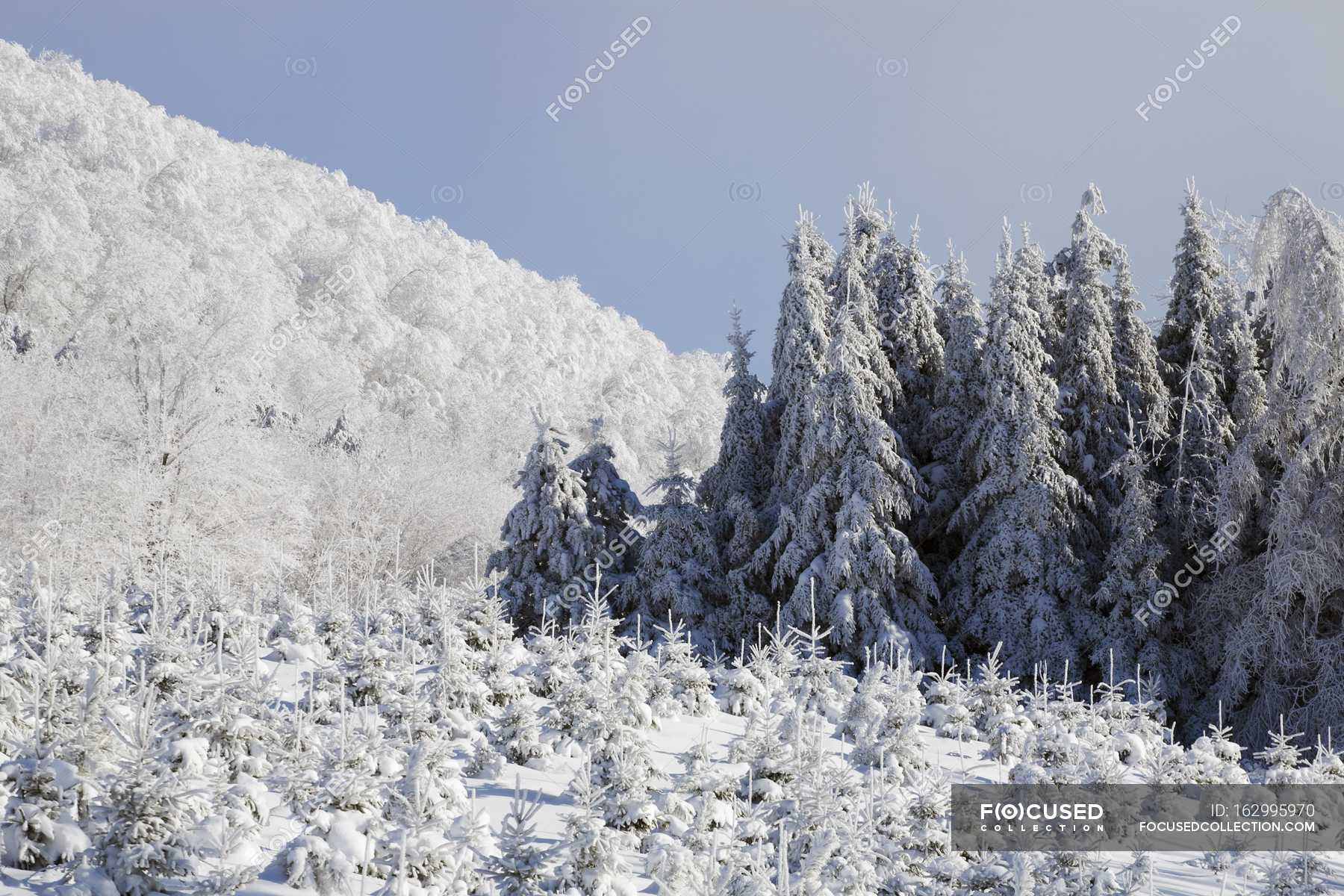 SnowCovered Pine Trees — air, life Stock Photo 162995970