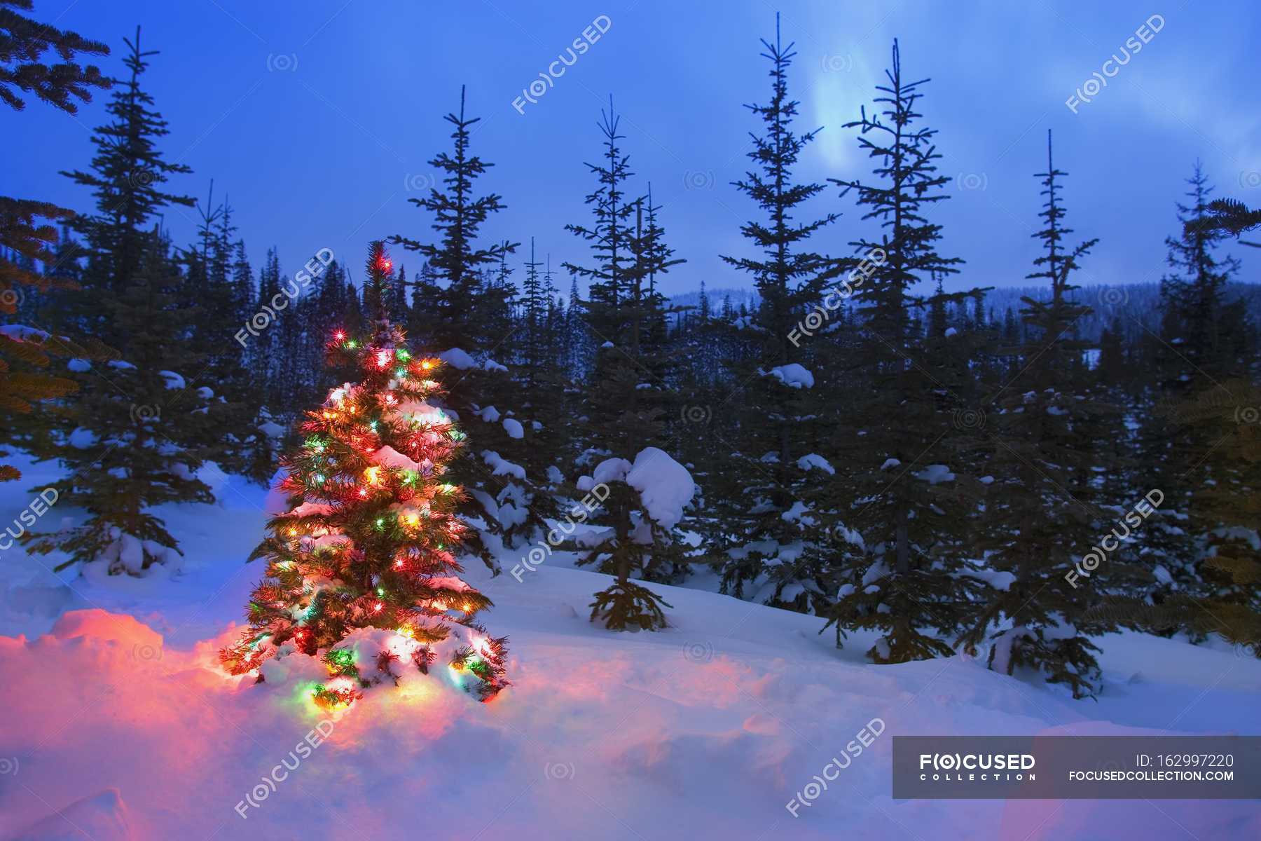 Árbol de Navidad en el bosque — Contexto, noche - Stock Photo | #162997220