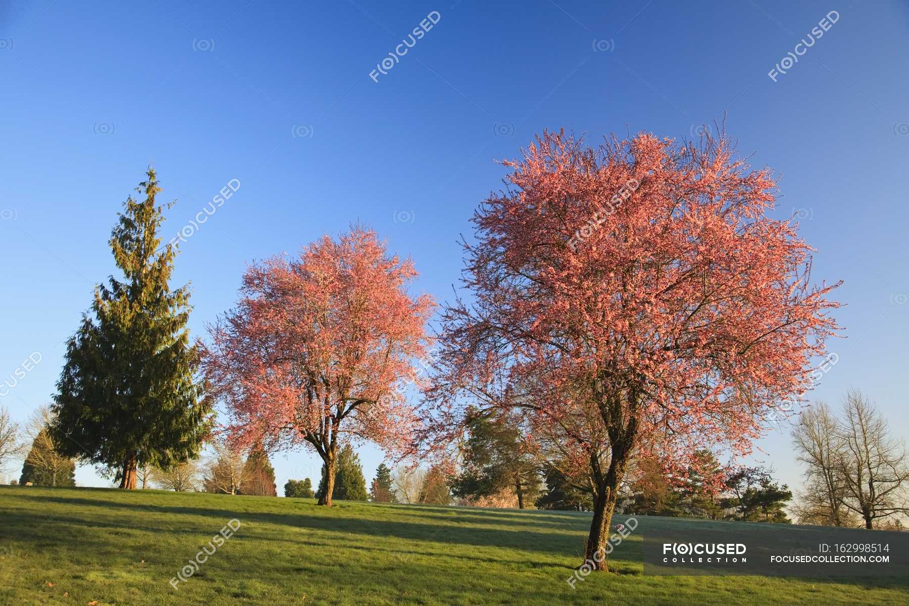 Trees With Blossoms In Park — blossom tree, people - Stock Photo ...