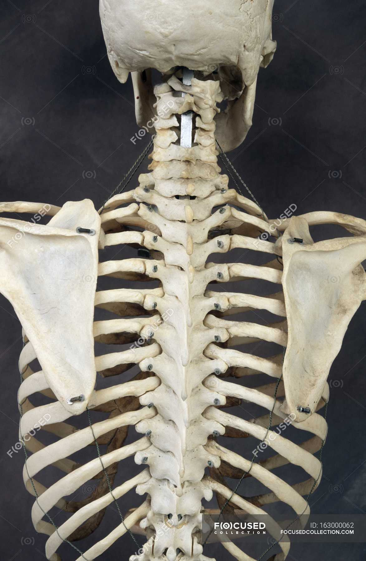 Скелет человека фото вид сзади